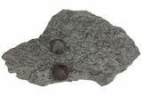 Plate of Two Red Embers Garnet in Graphite - Massachusetts #148160-1